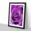 Striking Purple Rose in Abstract - Picture Frame Graphic Art Print-55730320-55730321