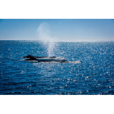 Killer Whales by RichardALock - No Frame Art Prints on Canvas