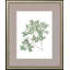 White Flowers S/4 Set by Giclee Studio