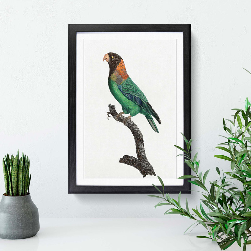 Caica Parrot by F. Levaillant - Picture Frame Painting Print, 36cm H x 27cm W x 2cm D, Black Framed