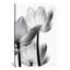 « translucide tulipes iii », impression-18774505-18774508