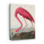 Flamant américain sur toile-573370748