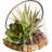 Succulent Arrangement with Sedum, Marginata and Cactus