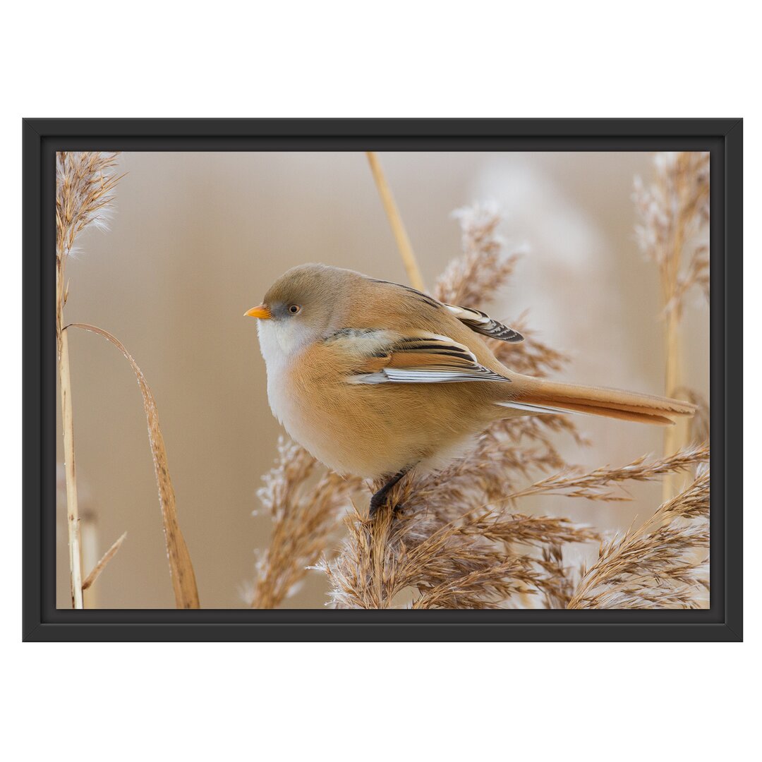 Gerahmtes Wandbild kleiner Vogel auf Weizen