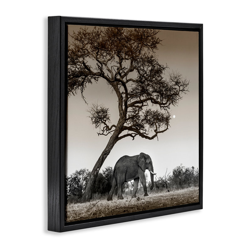 Elephant & Curved Desert Tree, Cadre flottant noir de jais, H 18 po x l 18 po