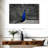 Brampt Peacock Pop-107688511