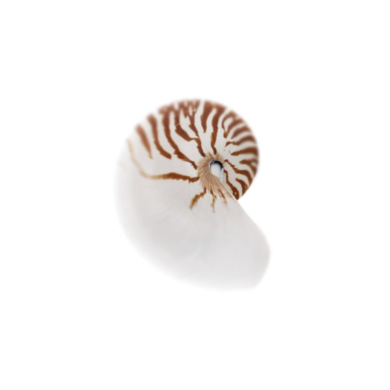 Sea Shell In White III Print by Sofia Fox, 40" H x 30" W x 1.5" D, Outdoor