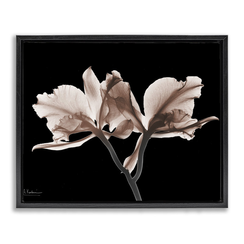 Orchidées moka sur toile flottante encadrée, conception par Albert Koetsier, Cadre flottant noir de jais, H 17 po x l 21 po