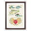 East Indies Fish & Crab Illustrations XXIII by Louis Renard - Picture Frame Painting Print-55547166-55547168