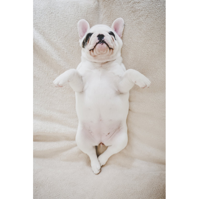 Puppy - Wrapped Canvas Print, 46cm H x 30cm W x 3.8cm D