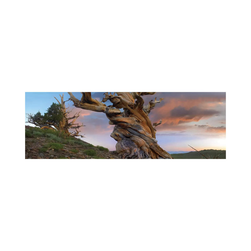 Foxtail Pine Tree, Twisted Trunk Of An Ancient Tree, Sierra Nevada, California II by Tim Fitzharris - Wrapped Canvas Panoramic Print