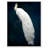 " Dressed In Feathers "-72500298-119403334-72500299