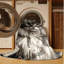  Tapis lavable Cymric Cats-1786523764