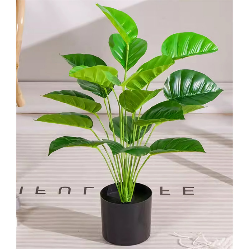 19,69 plante