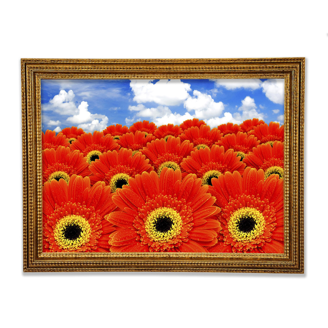 Gerahmter Grafikdruck Orange Gerbera Heaven