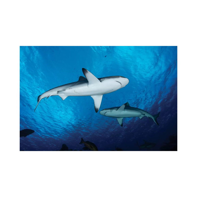 Reef Sharks, Yap, Micronesia by Andreas Schumacher - Wrapped Canvas Print, 20.32 cm H x 30.48 cm W