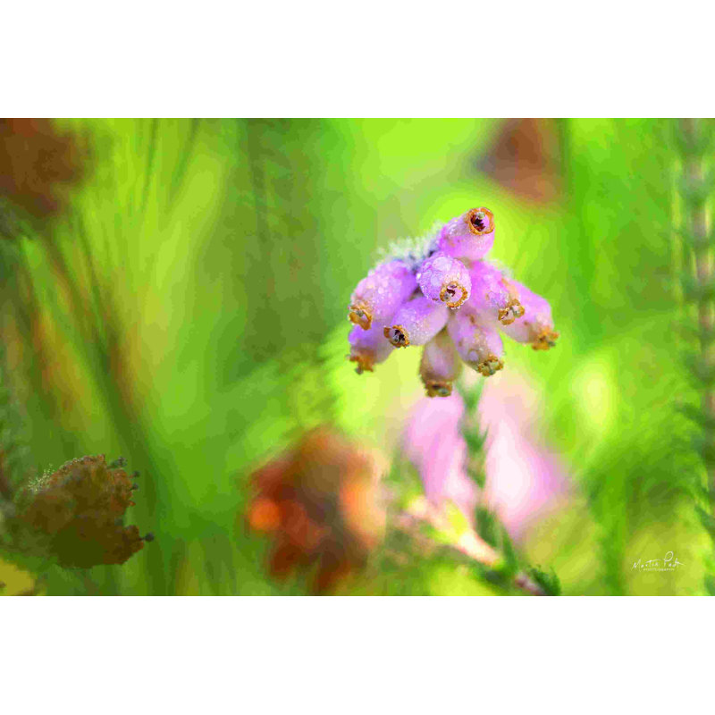 " Heather " by Martin Podt, 8" H x 12" W, No, Wrapped Canvas