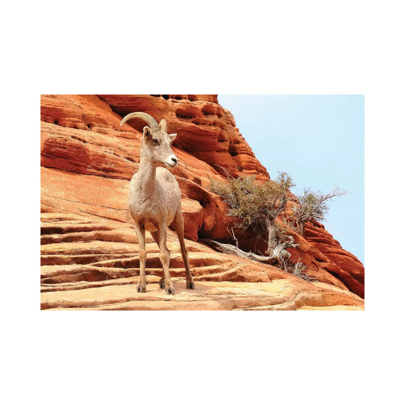 Desert Sheep 1 Piece Wrapped Canvas Wall Art, 20.32cm H x 30.48cm W x 1.91cm D