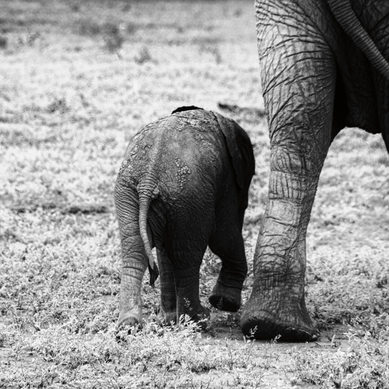 Mama And Baby Elephant II by Aledanda - Wrapped Canvas Print, 122cm H x 122cm W