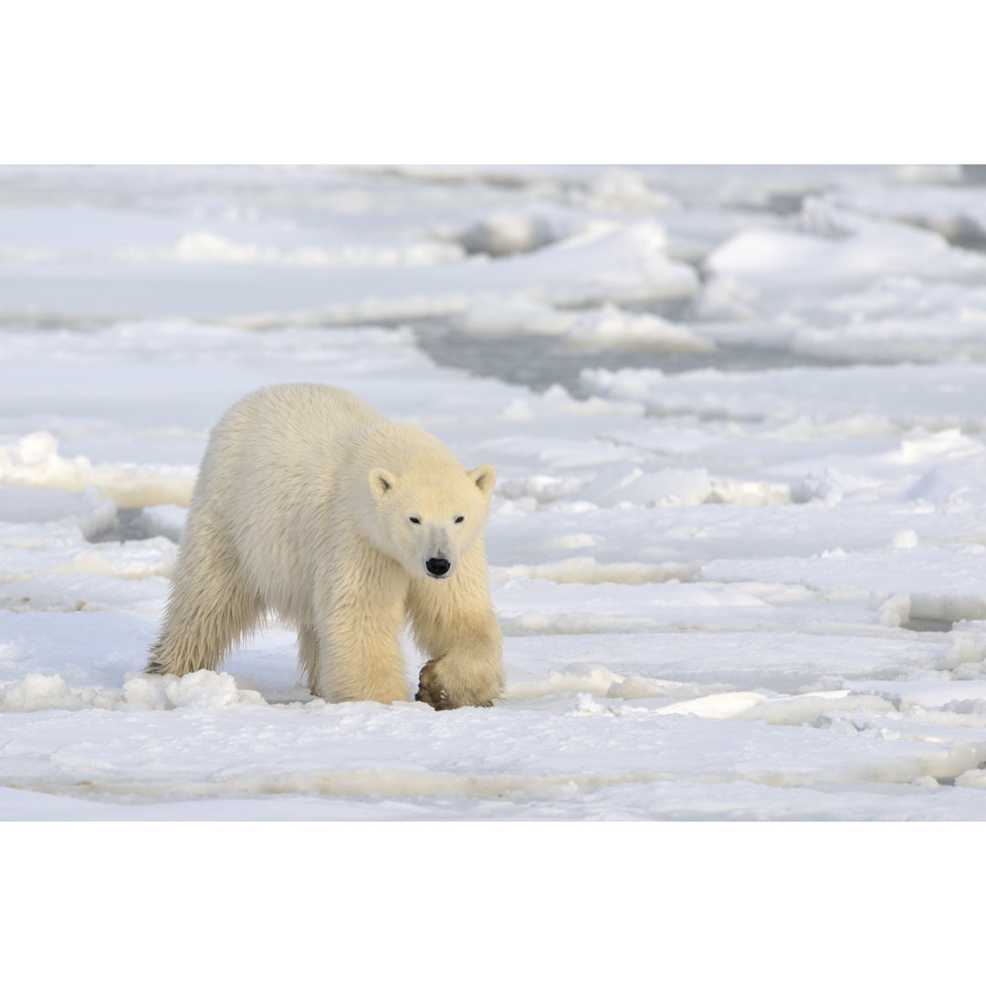 Leinwandbild Polar Bear von Andre Anita