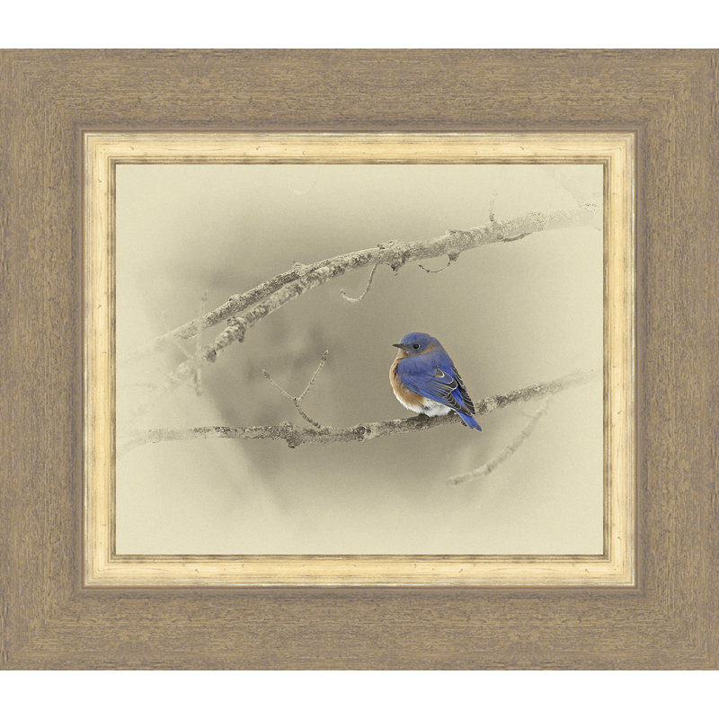 « blue oiseau », reproduction de photo encadrée