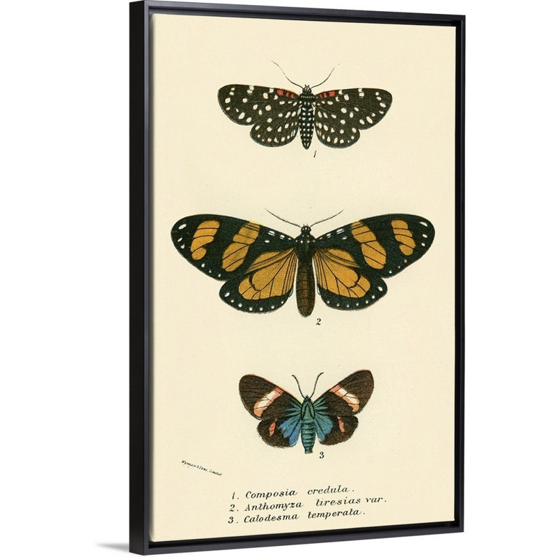 Papillons par English School - reproduction sur toile, H 50 po x l 34 po x P 1,75 po, Cadre noir