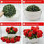 13.5cm Plant-2144995447
