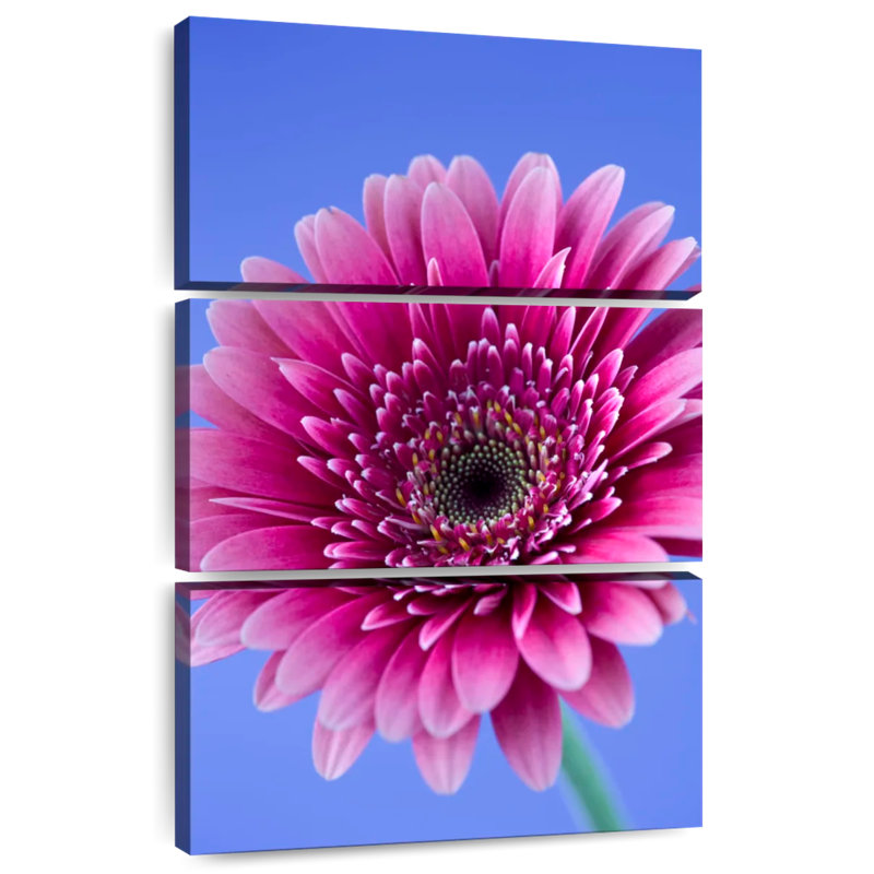Rose Harnek Gerbera Daisy I, H 38 po x l 24 po