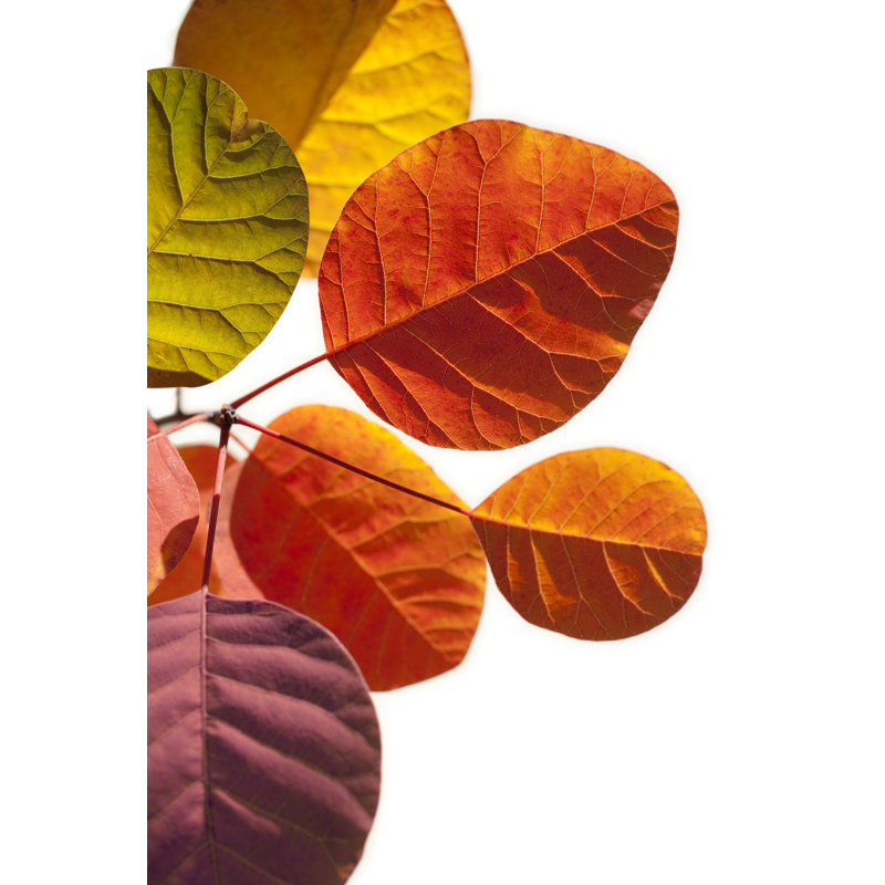 Autumn Leaves by Malerapaso - Wrapped Canvas Print, 91cm H x 61cm W x 3.8cm D