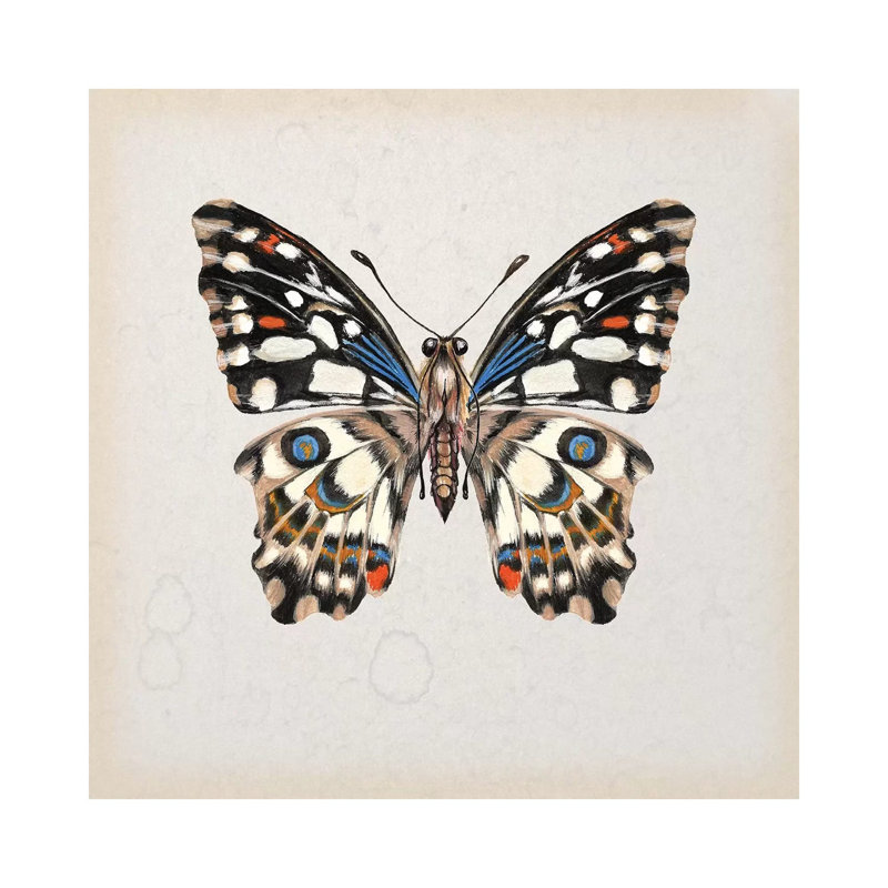 Butterfly Study II by Melissa Wang - Wrapped Canvas Painting, 45.72 cm H x 45.72 cm W