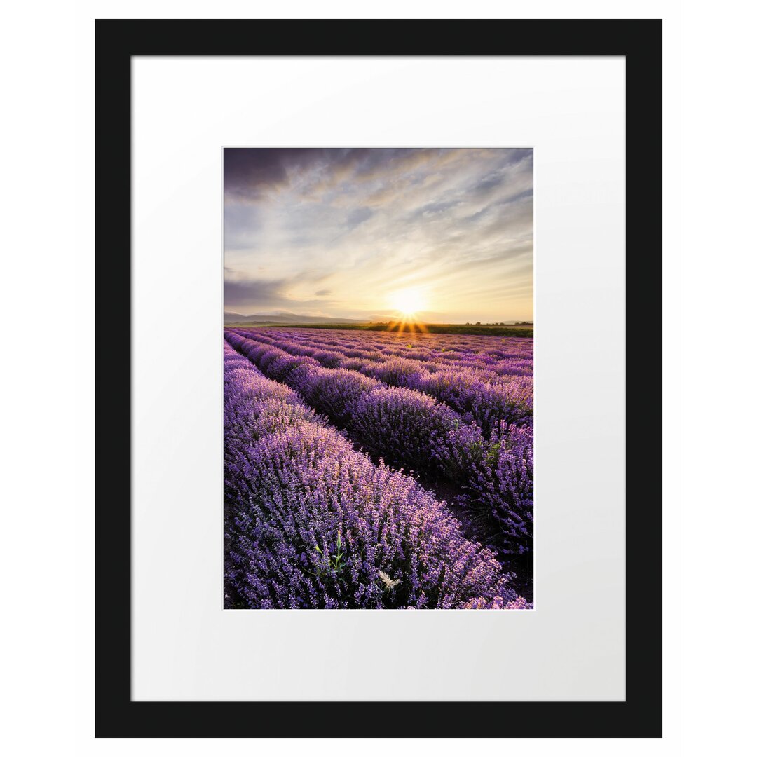 Gerahmtes Poster Traumhafte Lavendel Provence