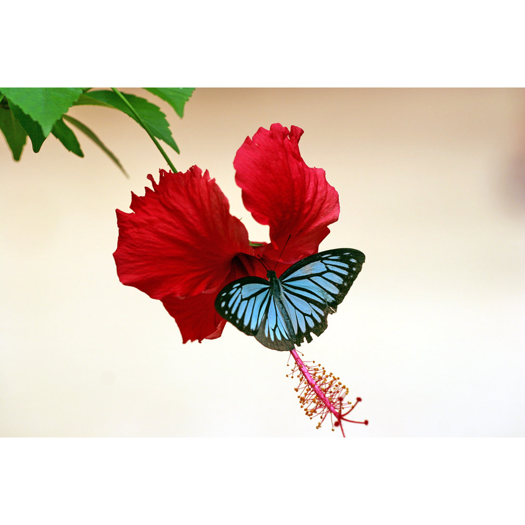 Schmetterling auf Hibiskus - Leinwandbild