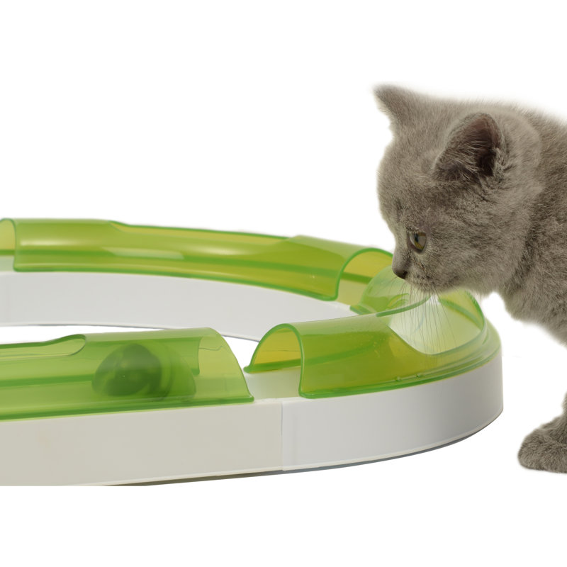 Cat Senses Play Circuit