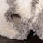 Laplaigne Shag Performance Animal Print Rug-1412488503