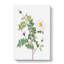 White Burnet Roses by Pierre-Joseph Redoute - Wrapped Canvas Print-55305126