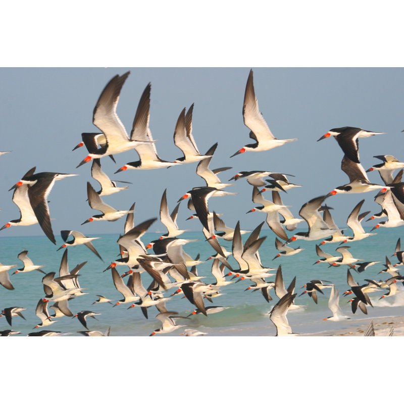 Florida Birds - Wrapped Canvas Print, 51cm H x 76cm W