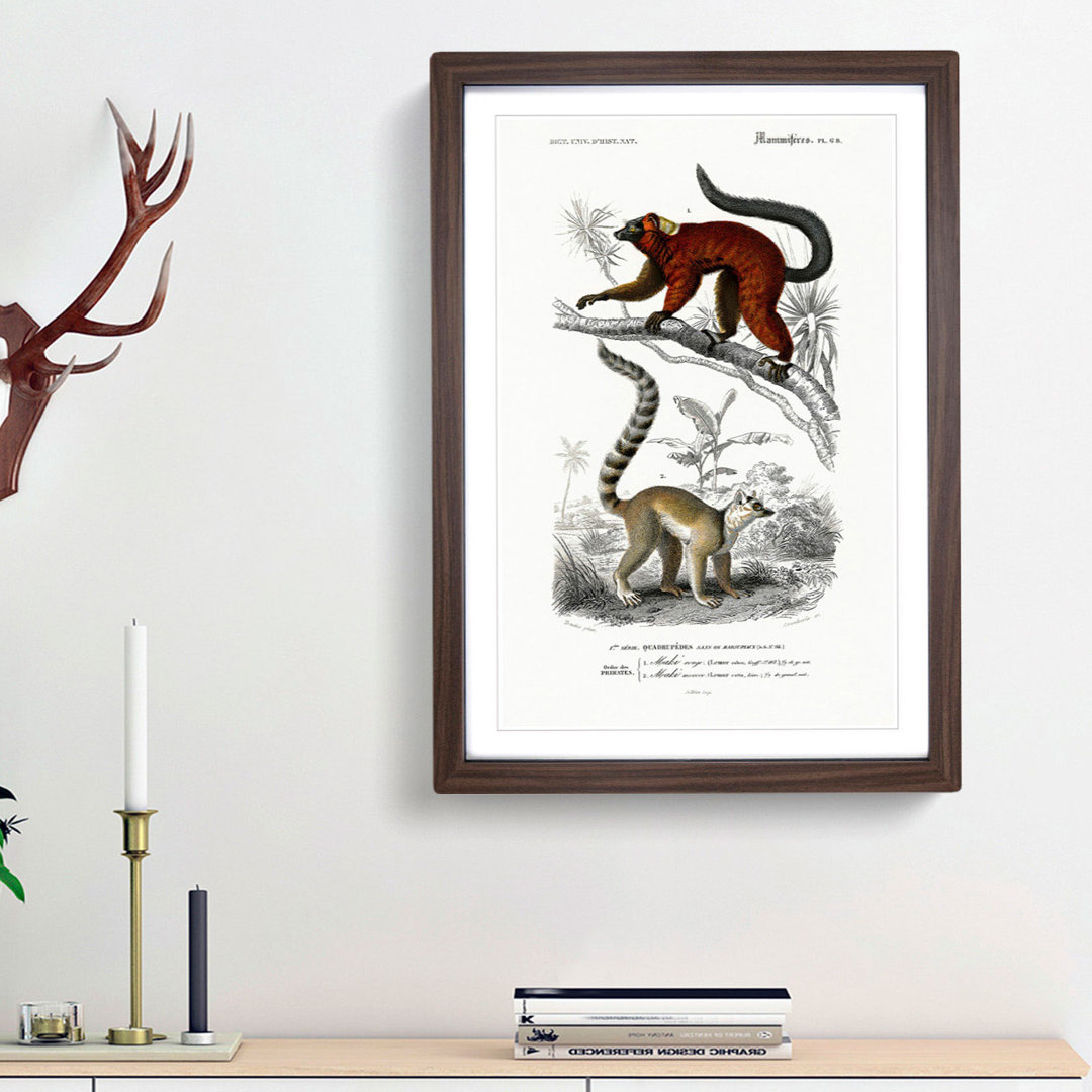 Lemur Illustrations by Charles D' Orbigny - Picture Frame Painting Print
