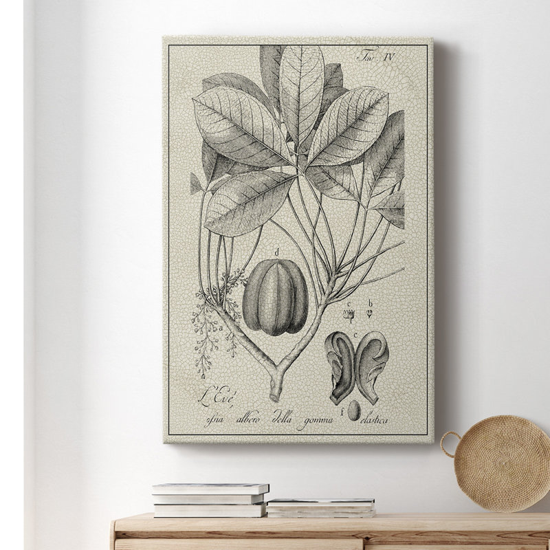 Impression sur toile antique antique botanique VI, H 18 po x l 12 po x P 1 po