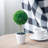 Set of 3 Mini Topiaries in Decorative Pots