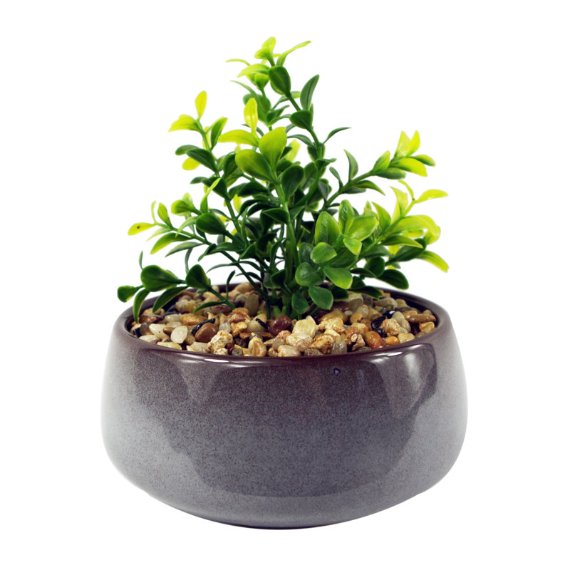 Annistin 16cm Plant
