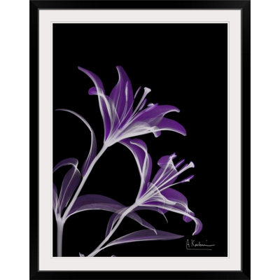 Manigault 'Purple Lily by Kiranjit Photographic Print