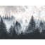 The Forest Beyond the Haze-109988344