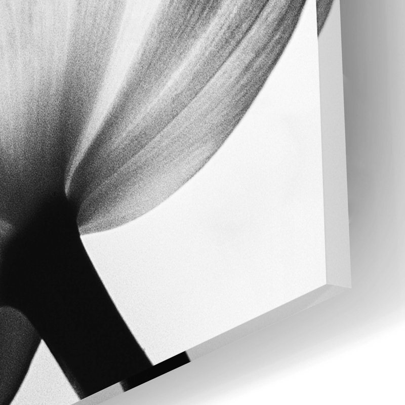 Tulipes translucides II par Debra Van Swearingen - photographie sans cadre, H 16 po x l 12 po x P 0,13 po