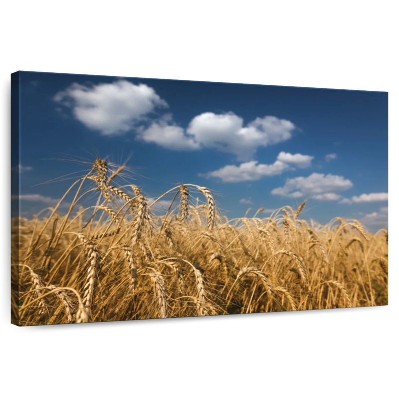Harnek Rye Field