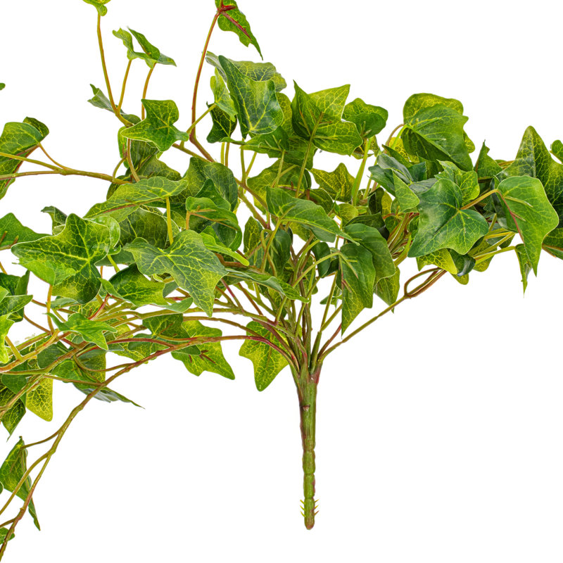 Ivy Bush