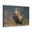 Art mural majestueux vautour-556947546