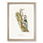 White-Backed Woodpeckers by Von Wright - Framed Print-55768458-55768459