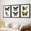 Papillons bleus antiques I - reproduction encadrée sur mesure de qualité supérieure mate - 3 pièces-701876155-701876152