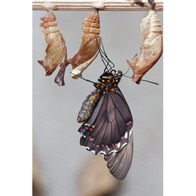 Parkin " Butterfly " by Gornostaj