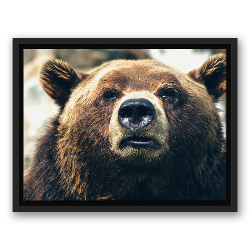 «Grizzly Bear», reproduction sur toile, H 13,75 po x l 17,75 po x P 1,75 po